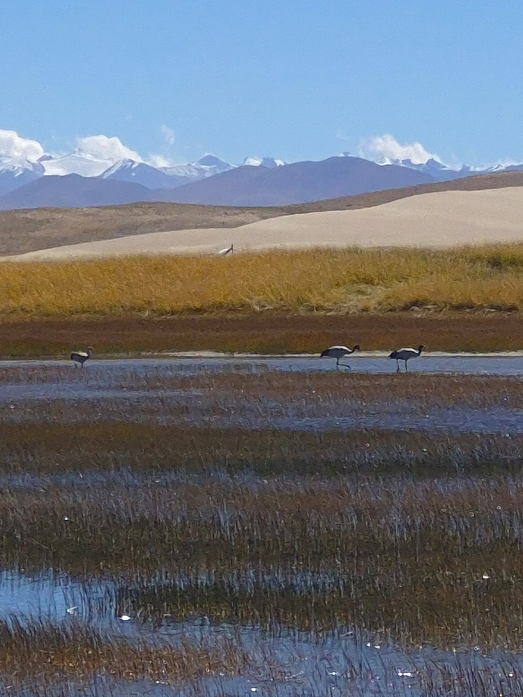 Black-necked cranes in Tibetan wetlands