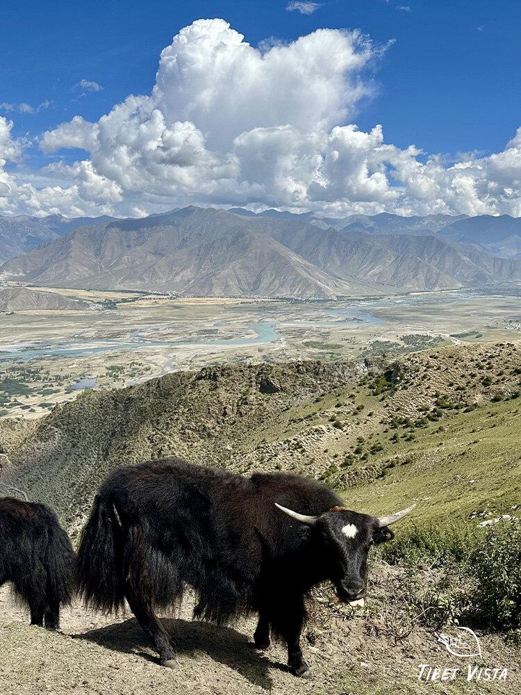 Meet Tibetan Yak