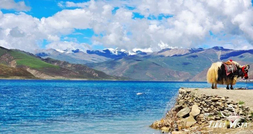 adorable tibetan yak at yamdrok lake
