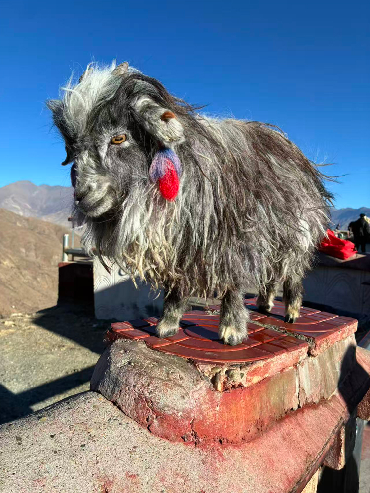Tibetan yak near Yamdrok Lake