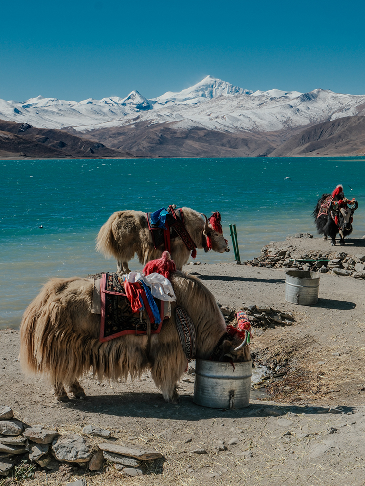 Decorated Tibetan yaks beside Yamdrok Lake in Tibet
