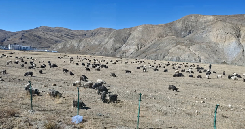 Tibetan yaks grazing on the Tibetan Plateau