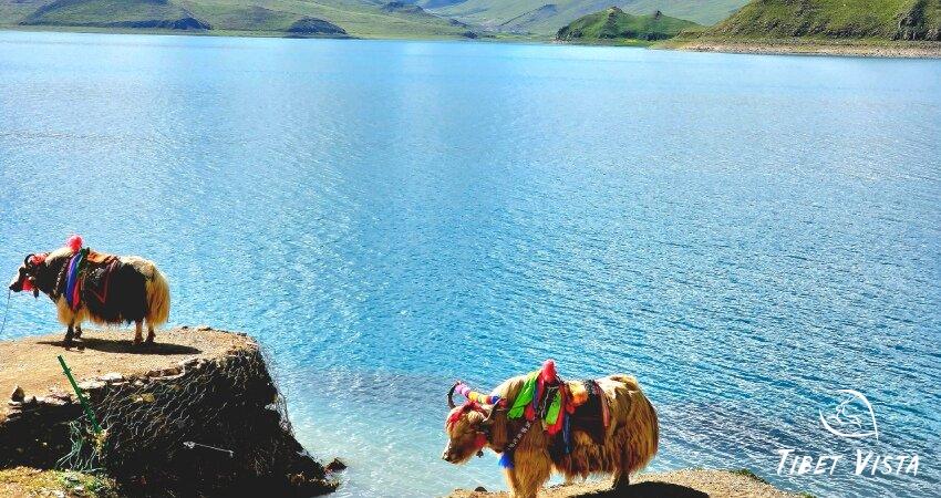 tibtean yaks for souvenir photos at yamdrok lake