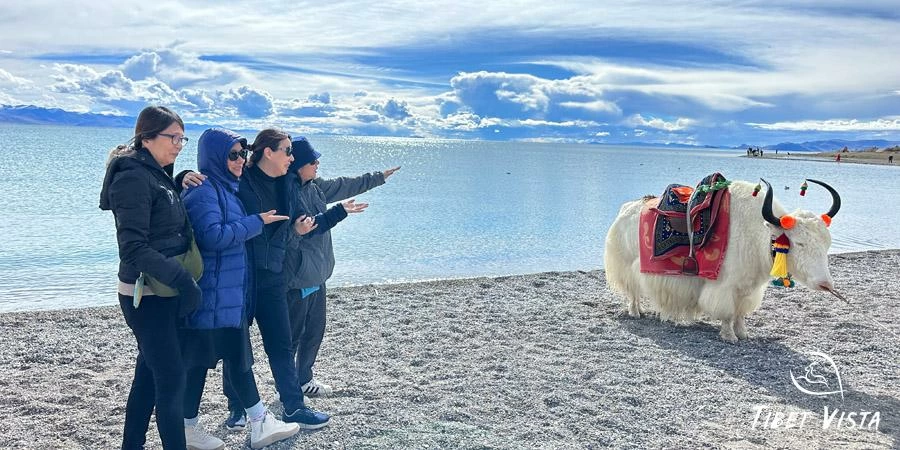 Memorable Moments with Yaks and Tibetan Mastiffs