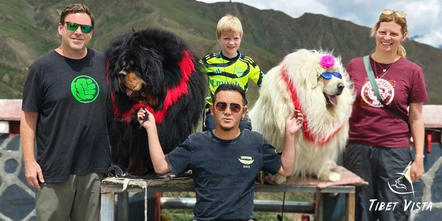 Memorable Moments with Yaks and Tibetan Mastiffs