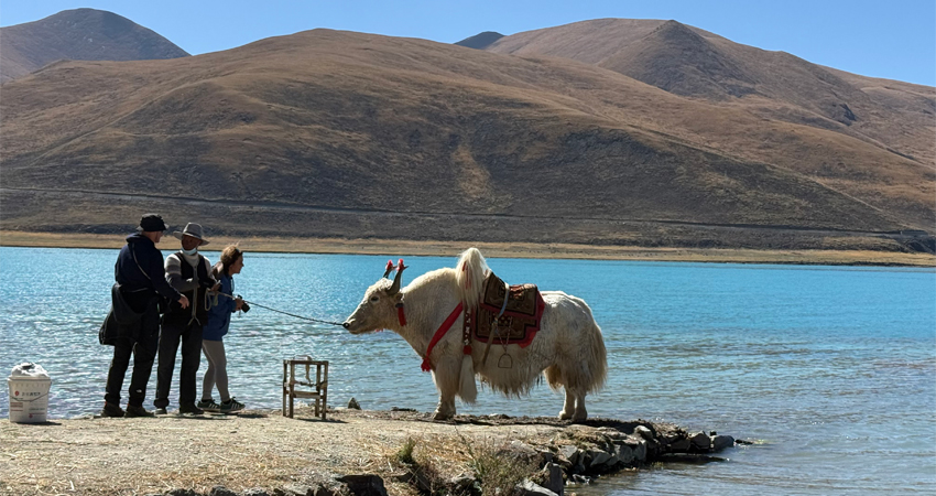 tourist photographing Tibetan yak by lake