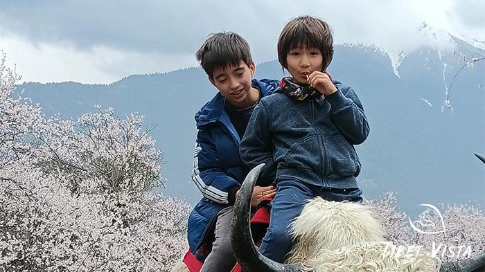 Children were riding yaks among the blooming peach blossoms in Nyingchi.