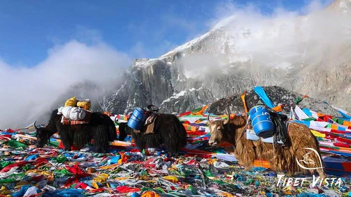 During the Saga Dawa Festival, yaks carry gear for pilgrims trekking the Mount Kailash kora.