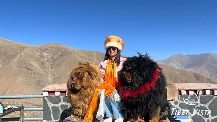 On the way from Lhasa to Yamdrok Lake, you&rsquo;ll have many opportunities to take pictures with Tibetan mastiffs.