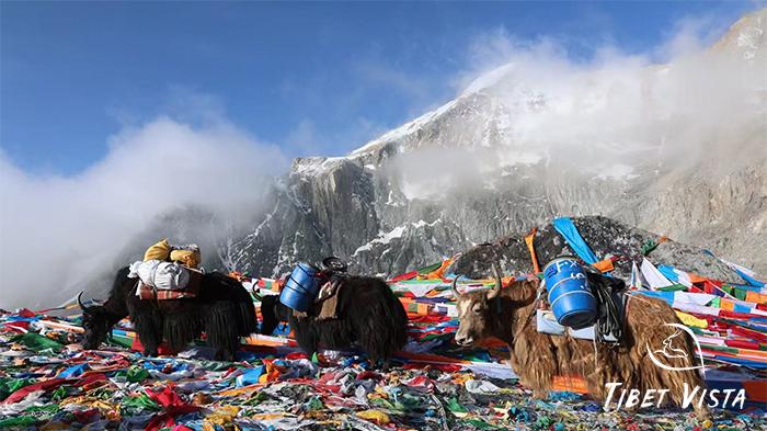 Tibet yaks on Mt.Kailash trek.