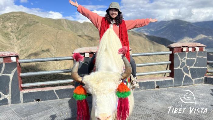 Take pictures with the decorated Tibetan Yak on the way from Lhasa to Yamdrok lake.