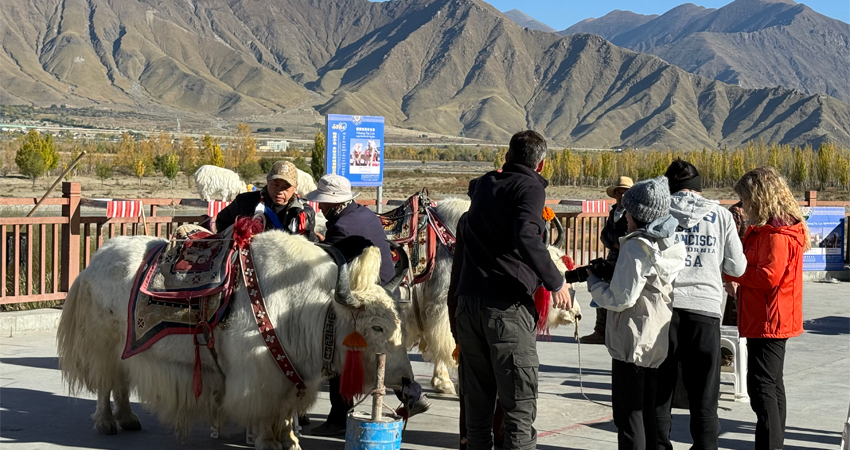 white Tibetan yaks with tourists