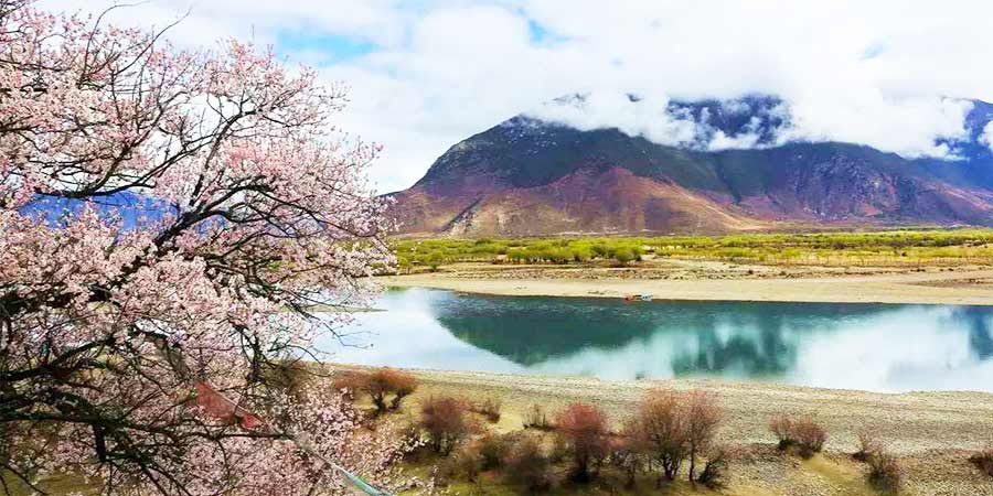  Peach Blossoms on the Yarlung Zangbo River Banks 