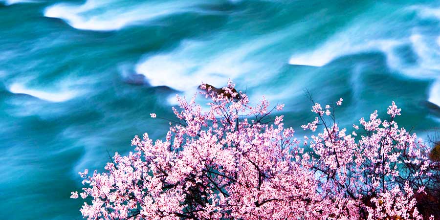  Peach Blossoms on the Yarlung Zangbo River Banks 