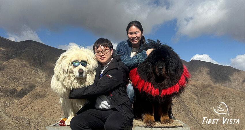 Yamdrok Lake Tibetan mastiffs