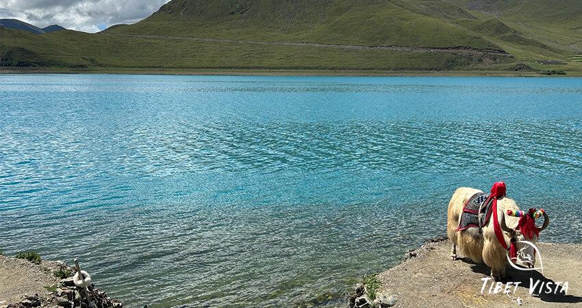 Yamdrok Lake and Tibetan Yak