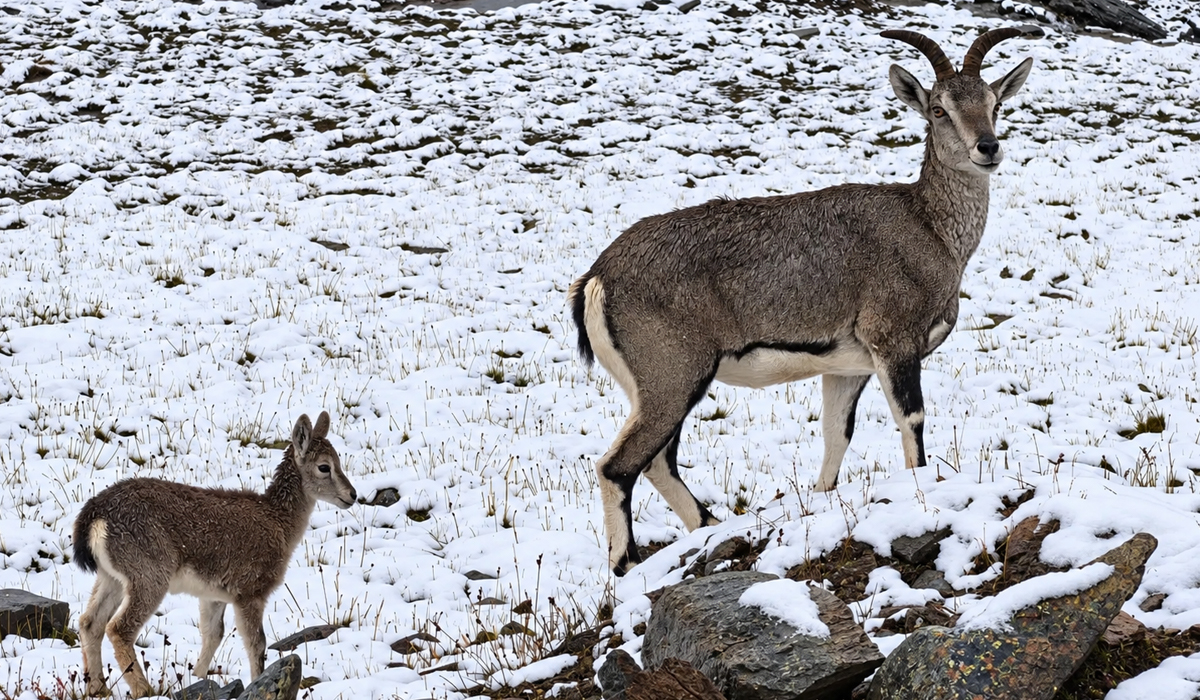 Lhamo La-tso Animals