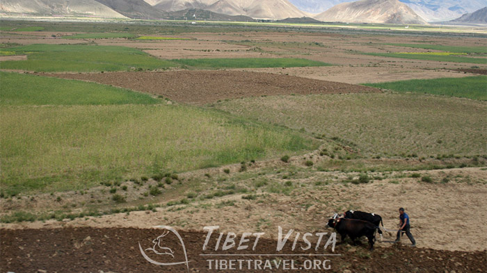 Farming view of Lhasa-Shigatse Railway