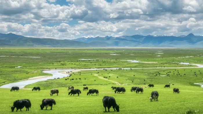 The vast and beautiful Litang Maoya Steppe
