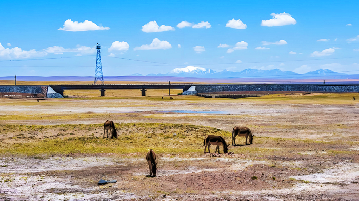 Z8991 Tibet Train passing through Hoh Xil Nature Reserve with wildlife