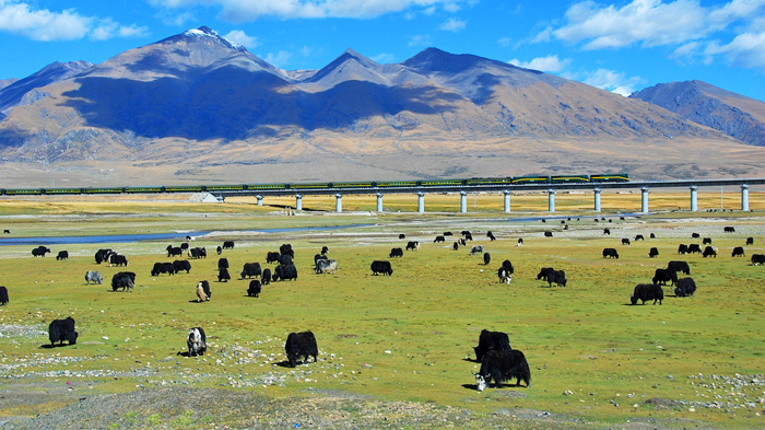 Z8991 Tibet Train crossing Qiangtang Grassland