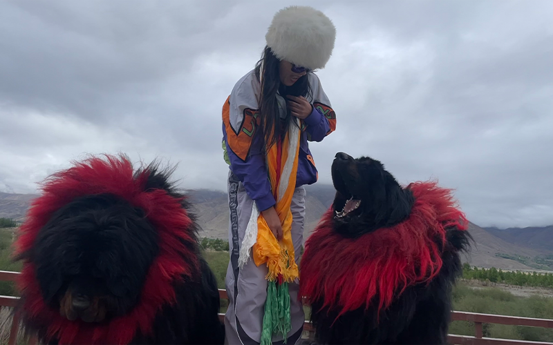 Photo with Tibetan Mastiffs
