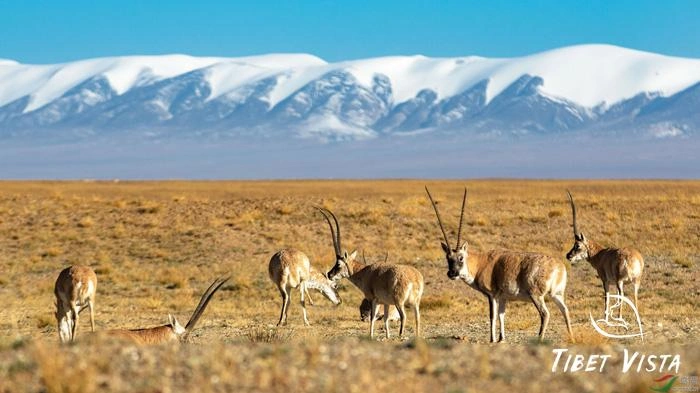 Pictures of Tibetan Plateau