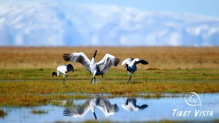 Pictures of Tibetan Plateau