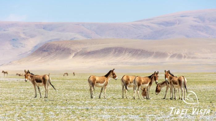 Pictures of Tibetan Plateau