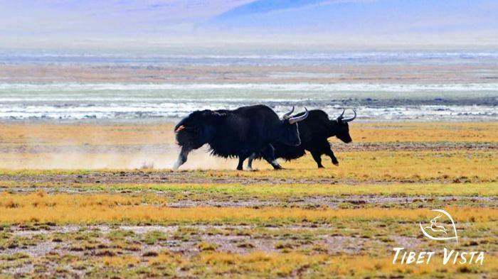 Pictures of Tibetan Plateau