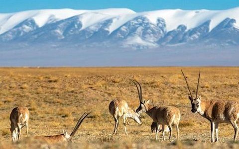 15 Pictures of Tibetan Plateau: Get Your First Impression of the Roof of the World