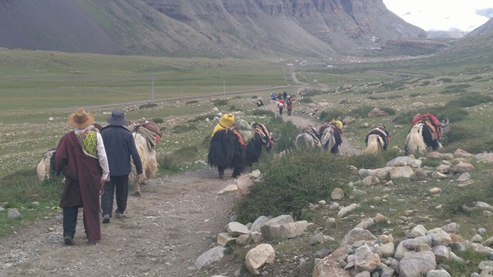 Yaks and Porters for Mount Kailash Trekking