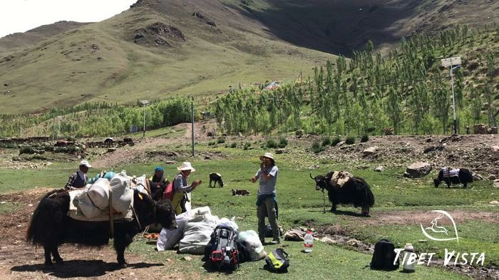 Tibet Yak Porter