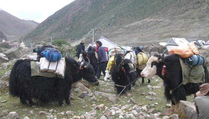 Yak Trekking Tibet