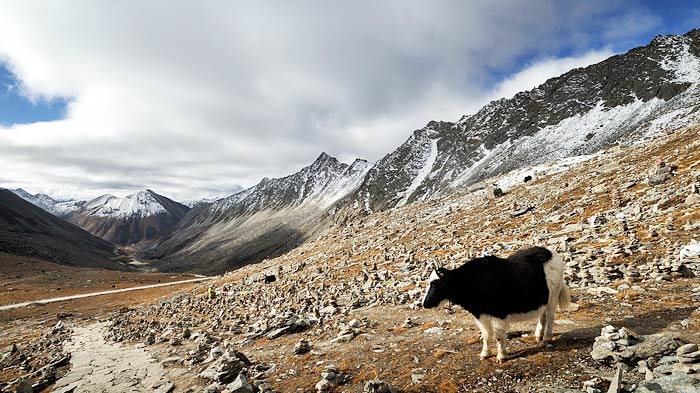 Wild  yaks on the way to Lhamo Lhatso Lake