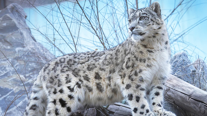 snow leopard at Xining Wildlife Park