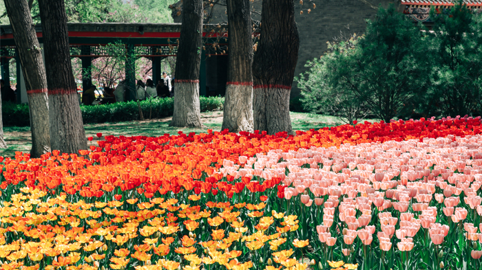 Xining park