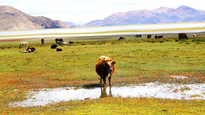 Animals grazing around Yamdrok Lake
