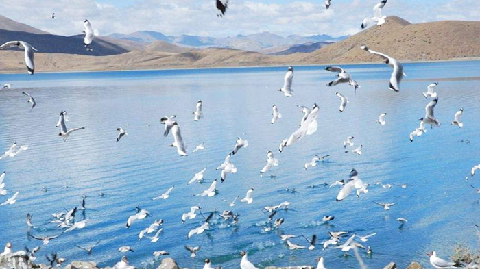 Lake Yamdrok, a popular place for local resident birds<