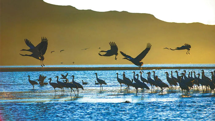 Flocks of black-necked cranes