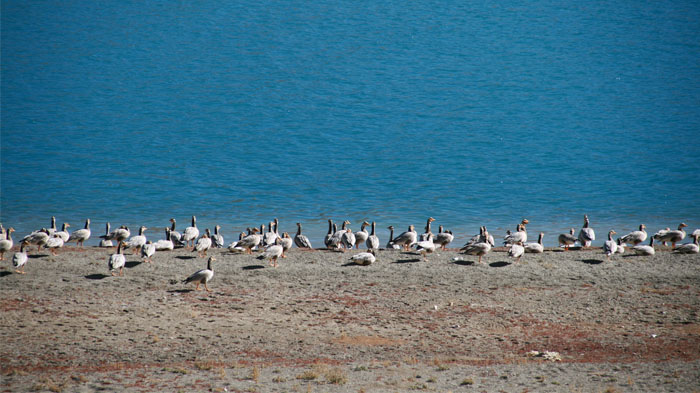 Birds resting at the soft bank of Yamdrok Lake