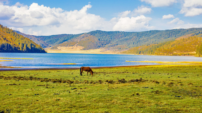 the vast green grasslands and grazing horses beside serene Napa Lake in Shangri-La